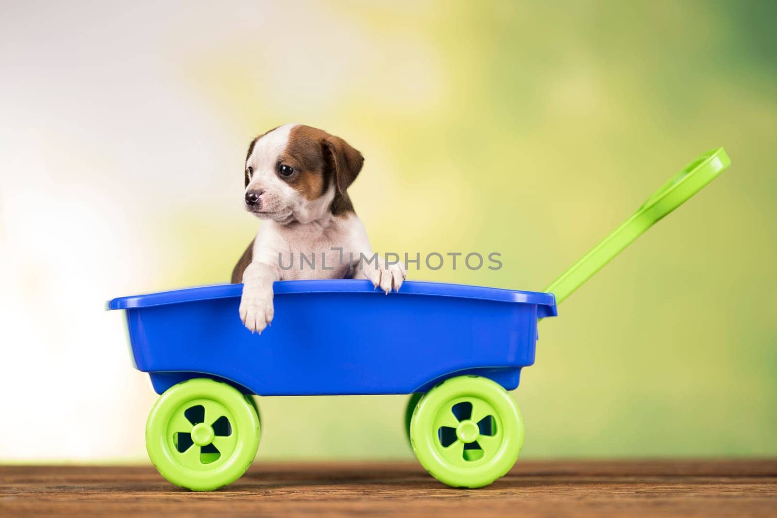 Little cute dog in a toy car