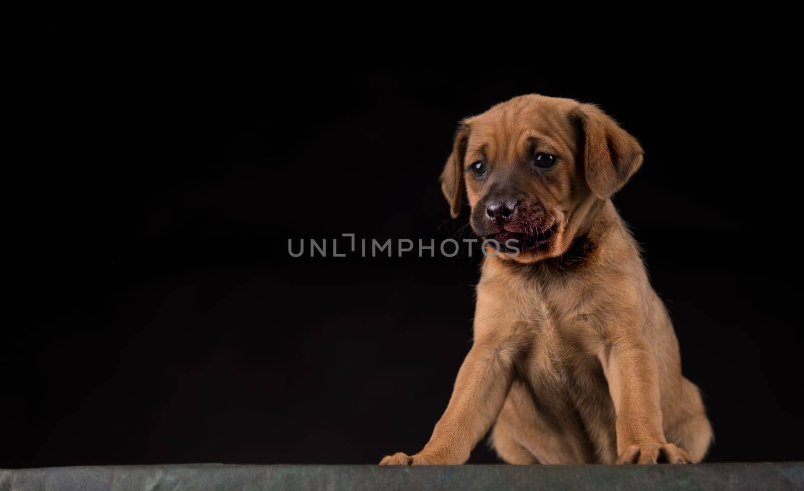 Small dog on a black background