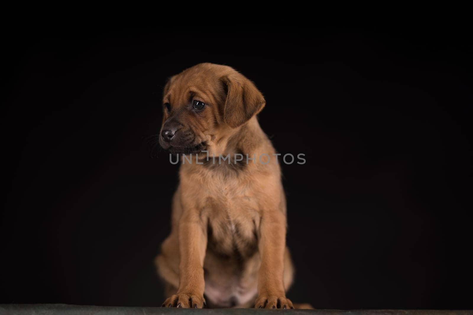 Small dog on a black background