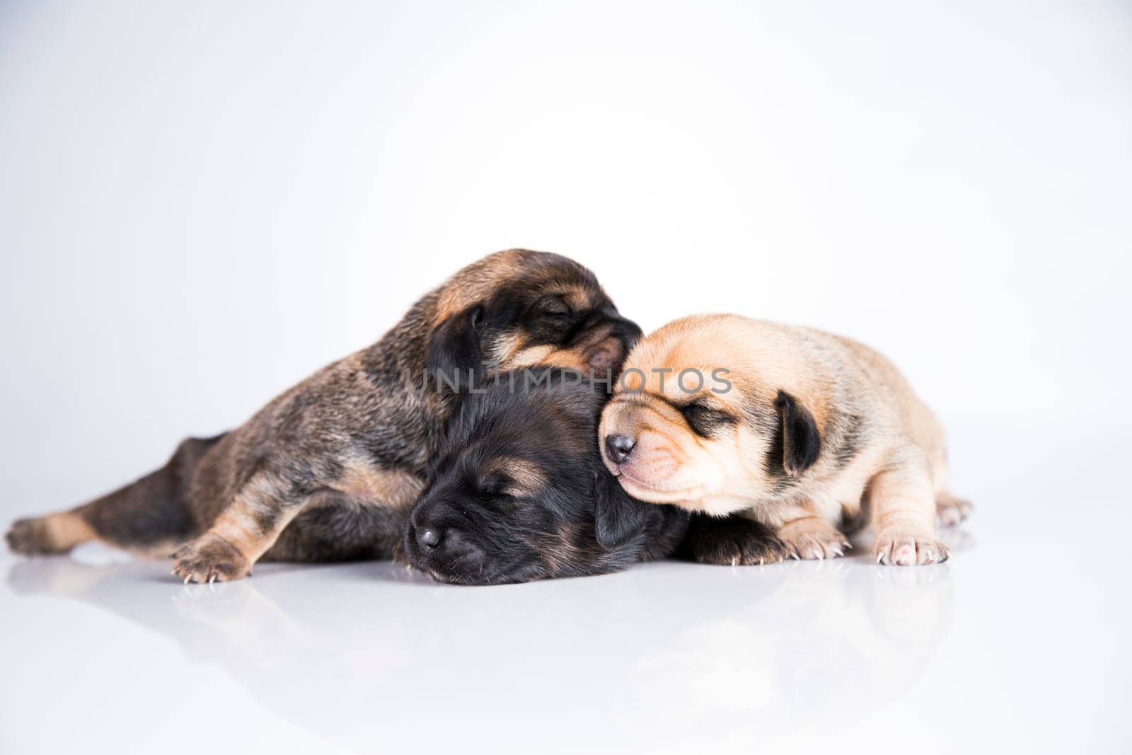 A small dogs, sleep on a white background