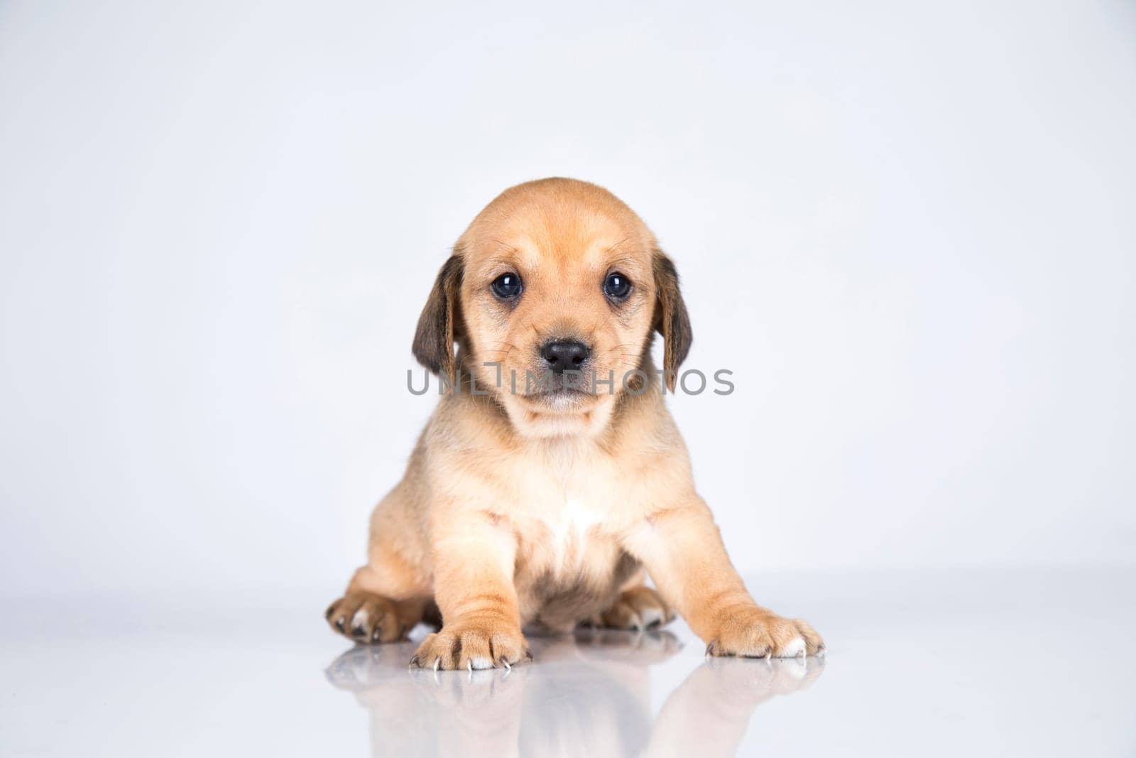 Little dog on a white background