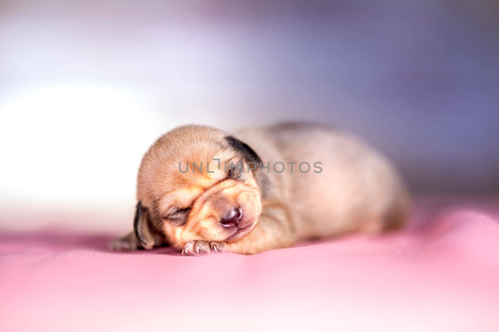 The dogs sleep, animals concept