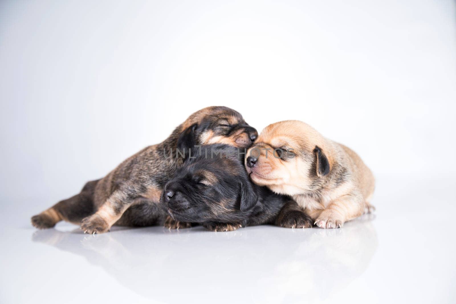 A small dogs, sleep on a white background