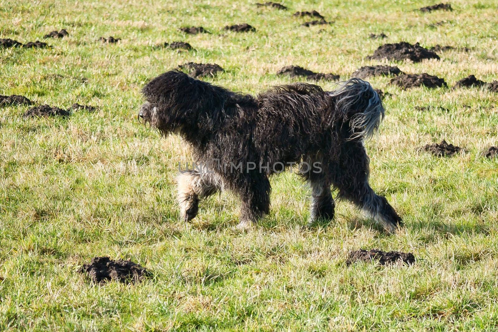 Black Goldendoddle running in a meadow while playing. Fluffy long black coat. Family dog that is also taken as a therapy dog. Animal photo of a dog