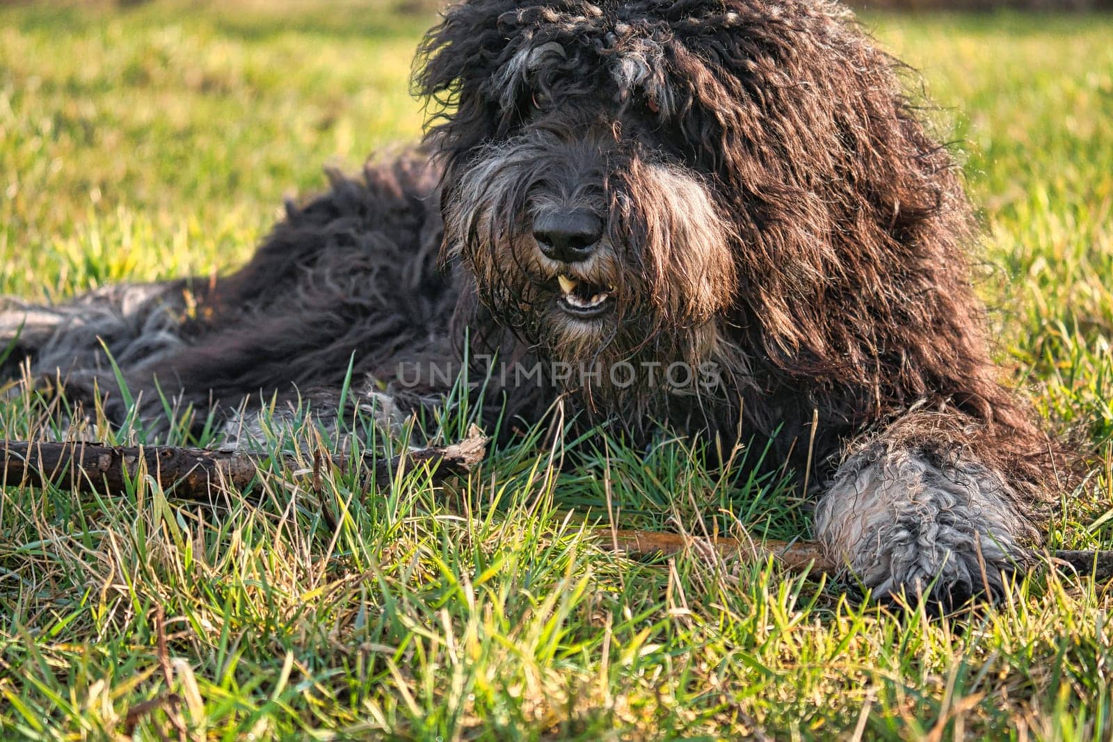 Black Goldendoodle lying on the lawn with stick. Faithful companion, which is also suitable as a therapy dog. Pet photo of a pet