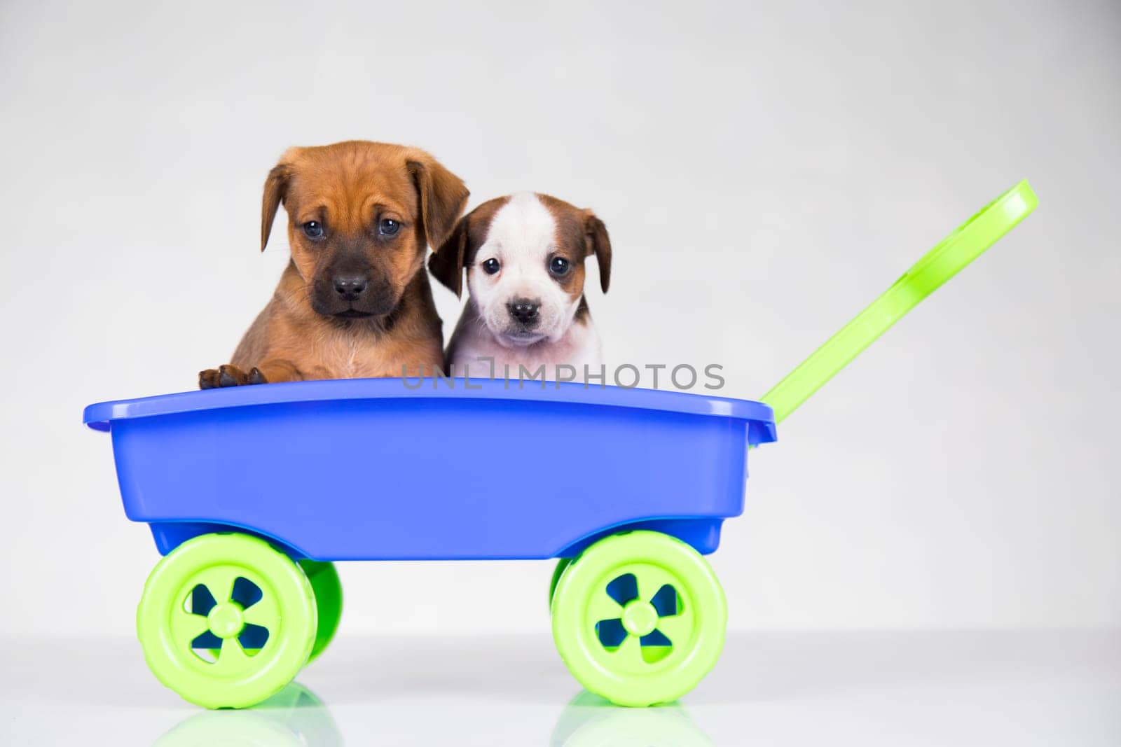 Cute doggies in a toy wagon