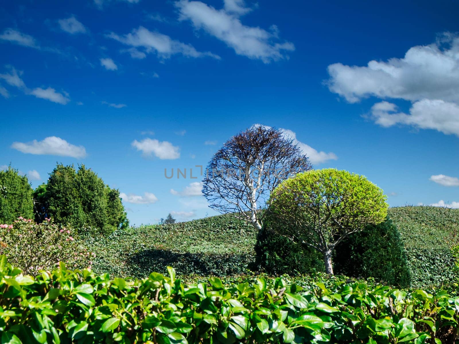 Looking uphill in a hilly landscape with trees, grass and low plants against a blue sky with white clouds.