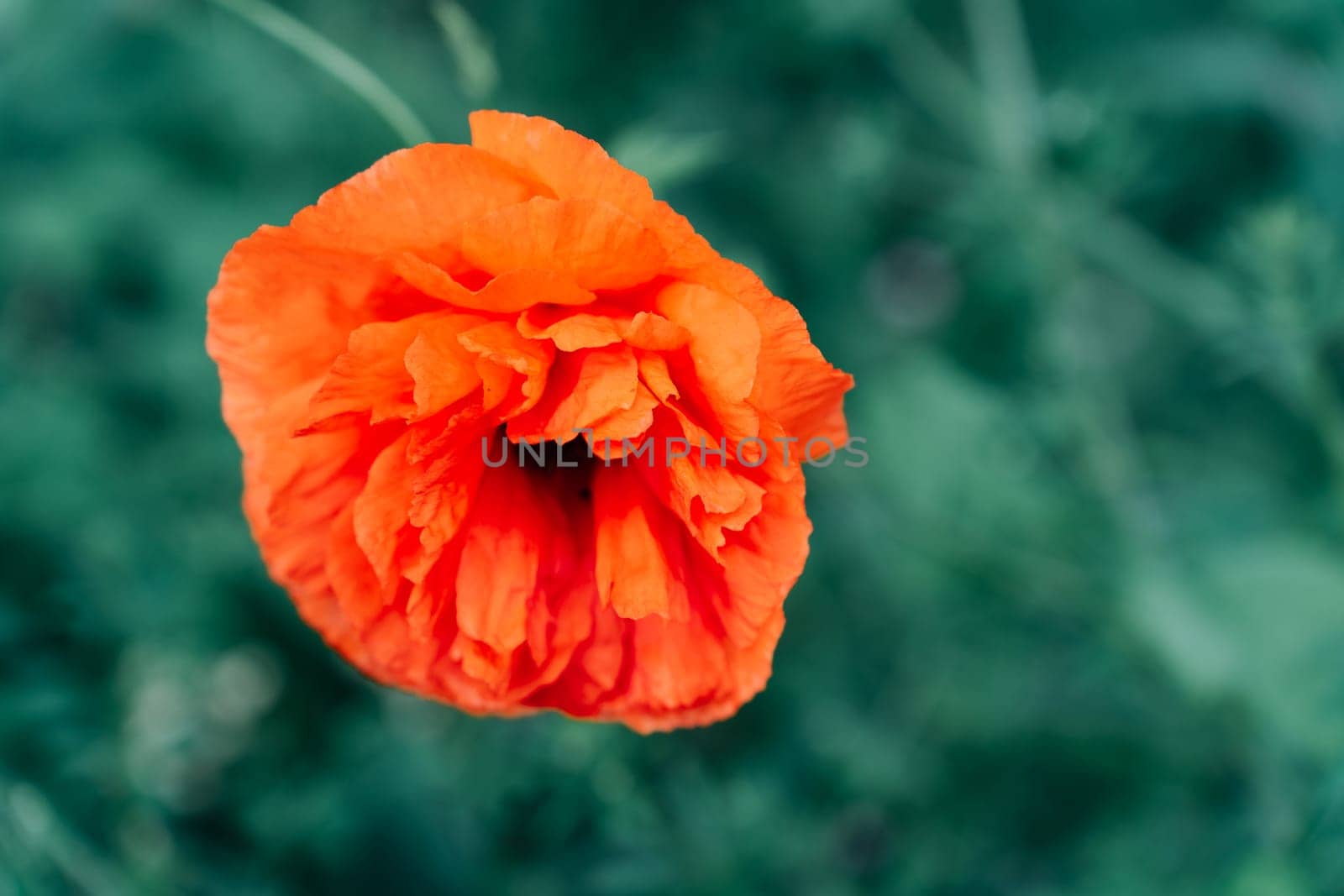 Close-up of selective focus of a red field poppy flower blooming in a field in late spring
