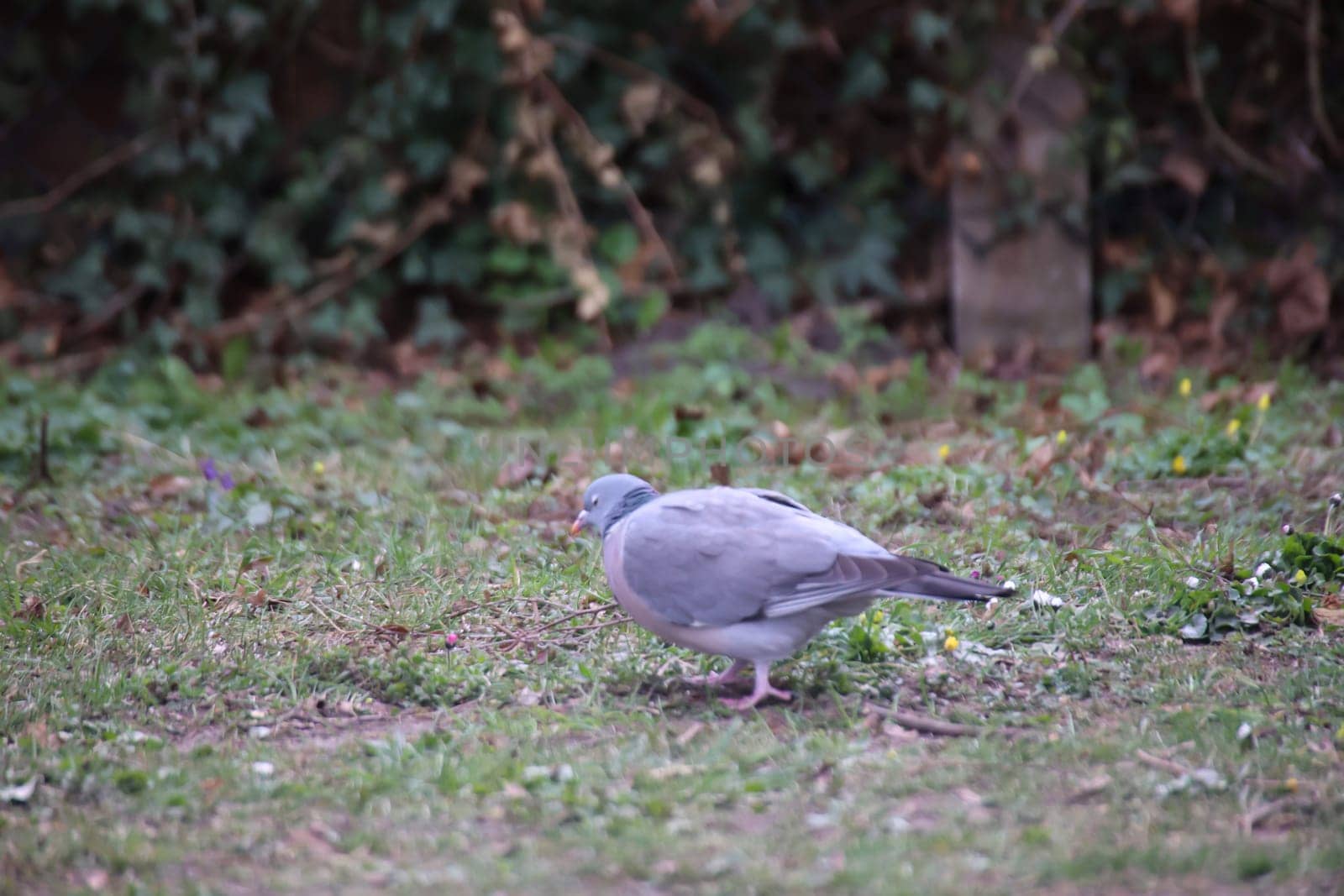 A pigeon in its urban environment. Pigeons can be found in every village.