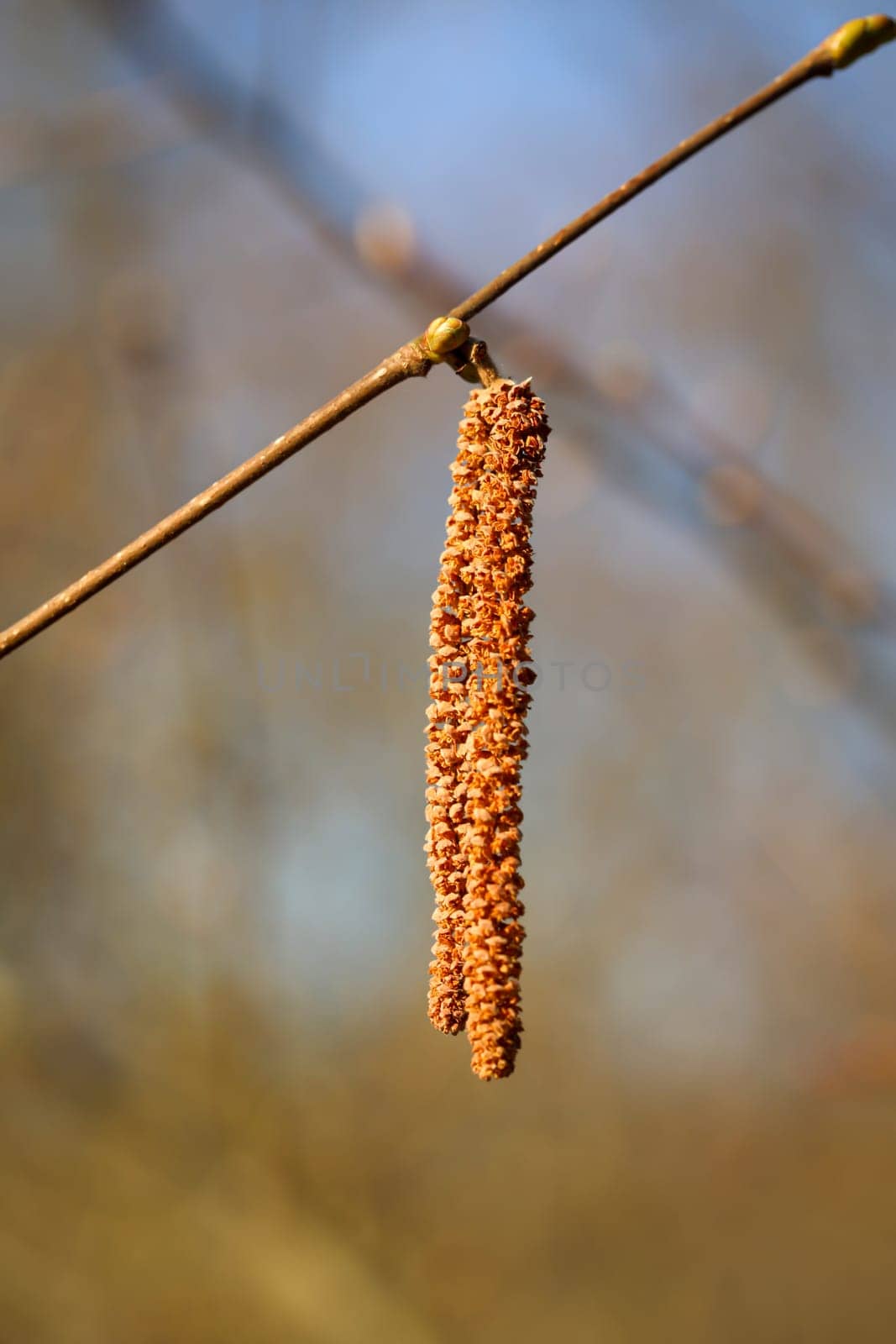 The fruit of the silver birch on a branch.