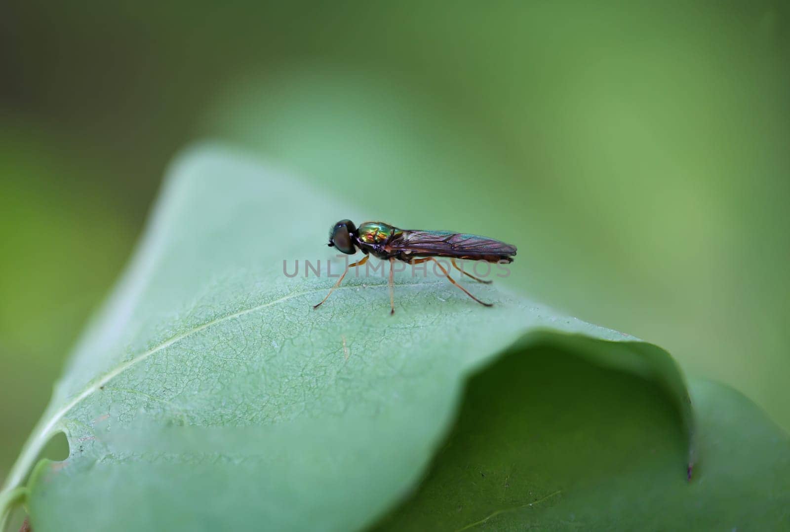 Close up of a two spotted dung weapon fly, Sargus bipunctatus on a leaf.