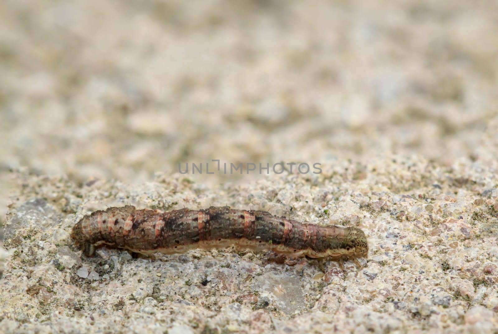 Close-up of a caterpillar of a snow moth, Phigalia pilosaria.