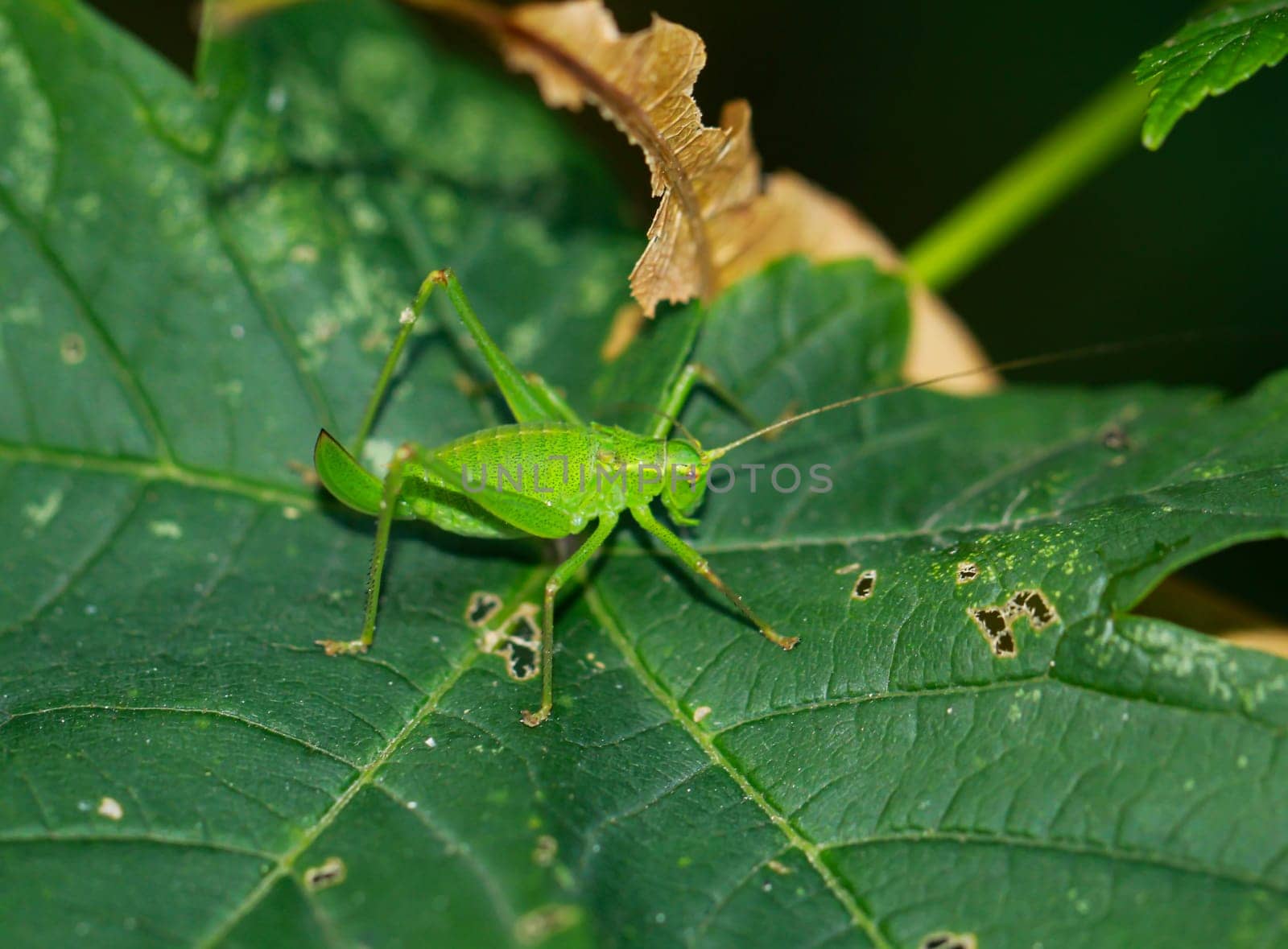 A punctate hawk moth, Leptophyes punctatissima on a leaf.
