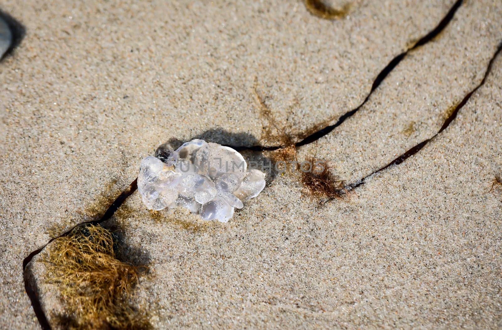 The remains of a washed-up jellyfish on the beach of the Baltic Sea.