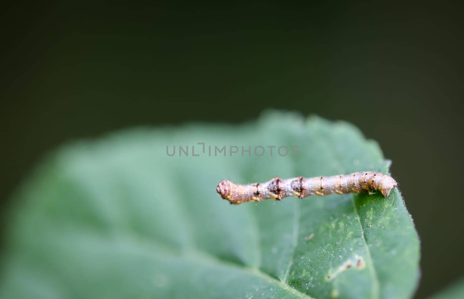 Close-up of a caterpillar of a snow moth, Phigalia pilosaria.