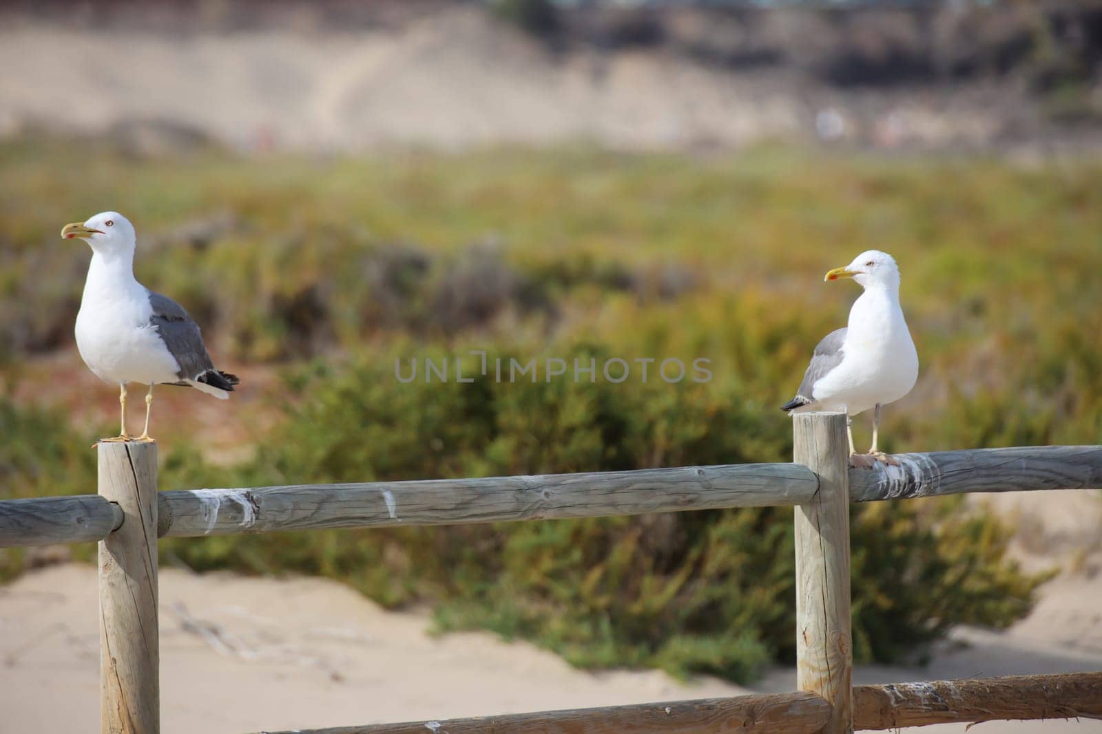 A seagull portrait on the beach. A seagull keeps track of the beach.
