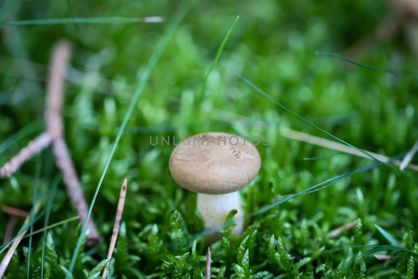 A mushroom well hidden and camouflaged between moss and grass.