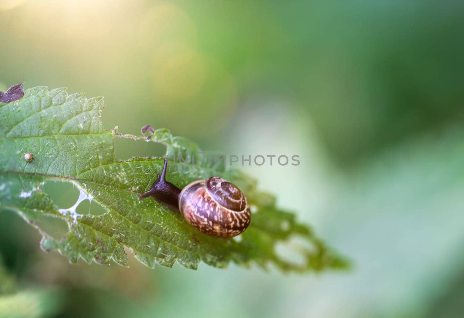 A banded snail crawls over a leaf.