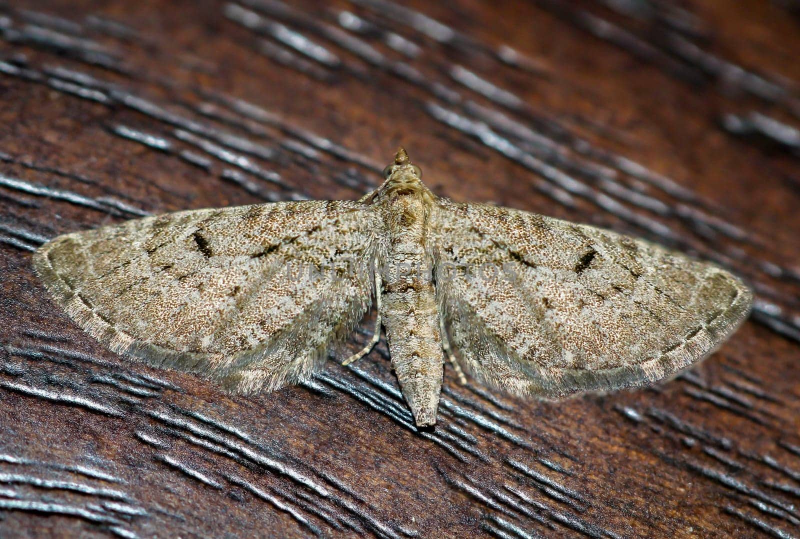 Presumably the great juniper flower moth (Eupithecia intricata) on a wooden board.