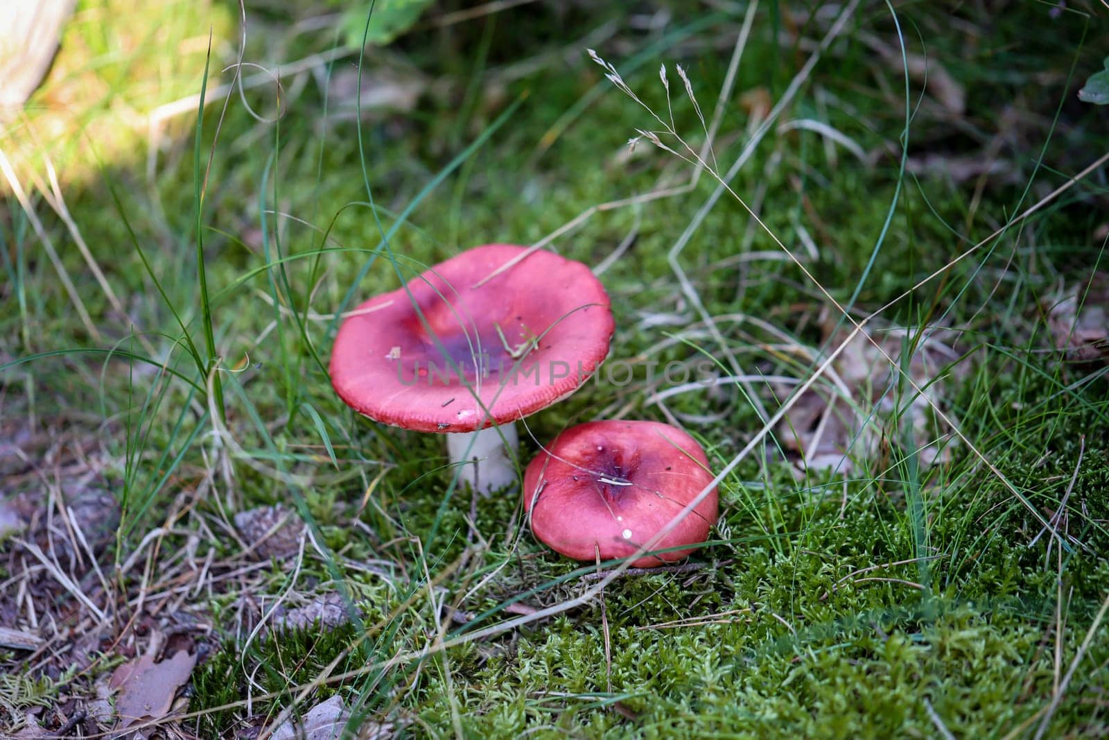 A mushroom well hidden and camouflaged between moss and grass.