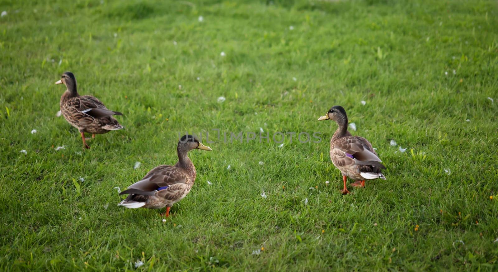 Three mallards on a grass strip, meadow near a water body.