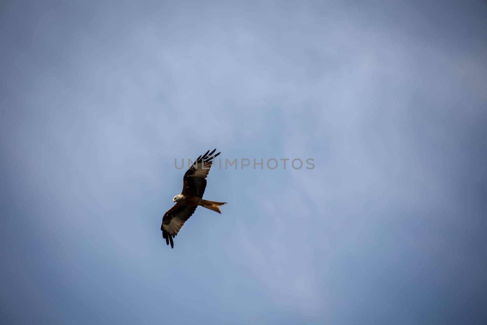 A red kite with outstretched wings circles in the sky.