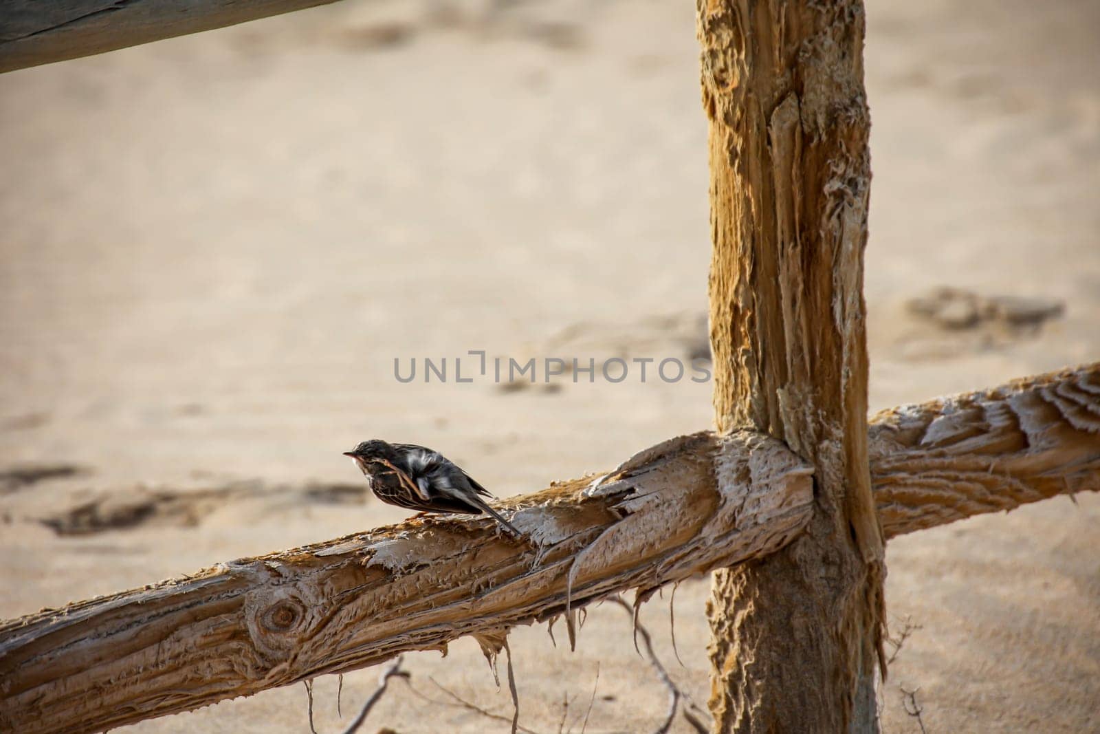 Close-up of a Canary Pipit (Anthus berthelotii), a wading bird in the Canary Islands.