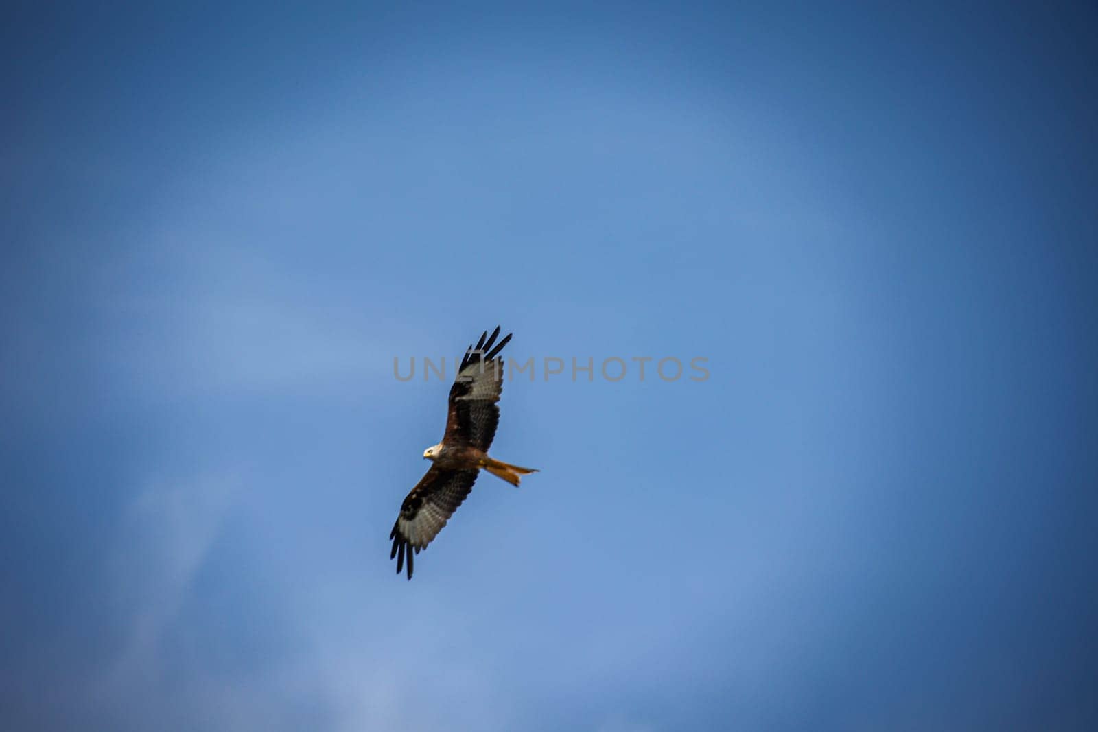 A red kite with outstretched wings circles in the sky.