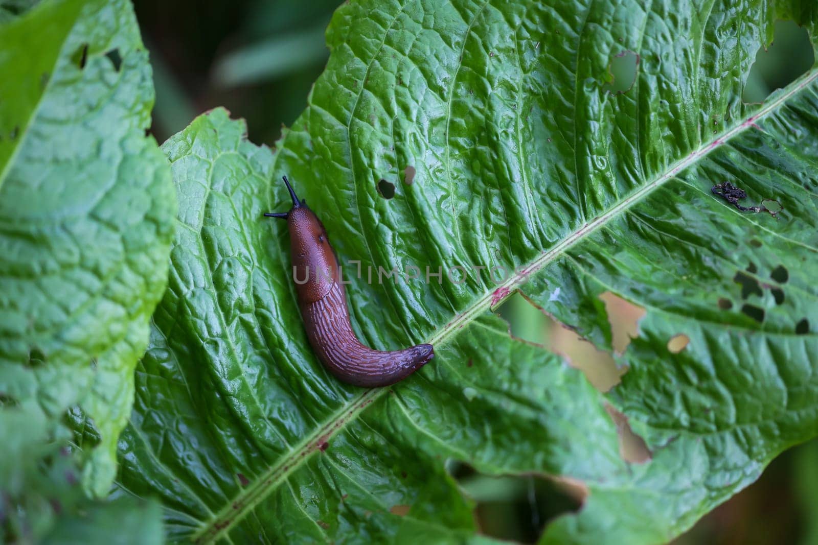 A dark brown nudibranch on a large leaf.