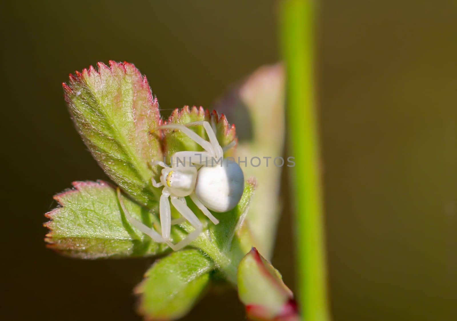 A variable crab spider, Misumena vatia, perches on a young shoot of a plant.