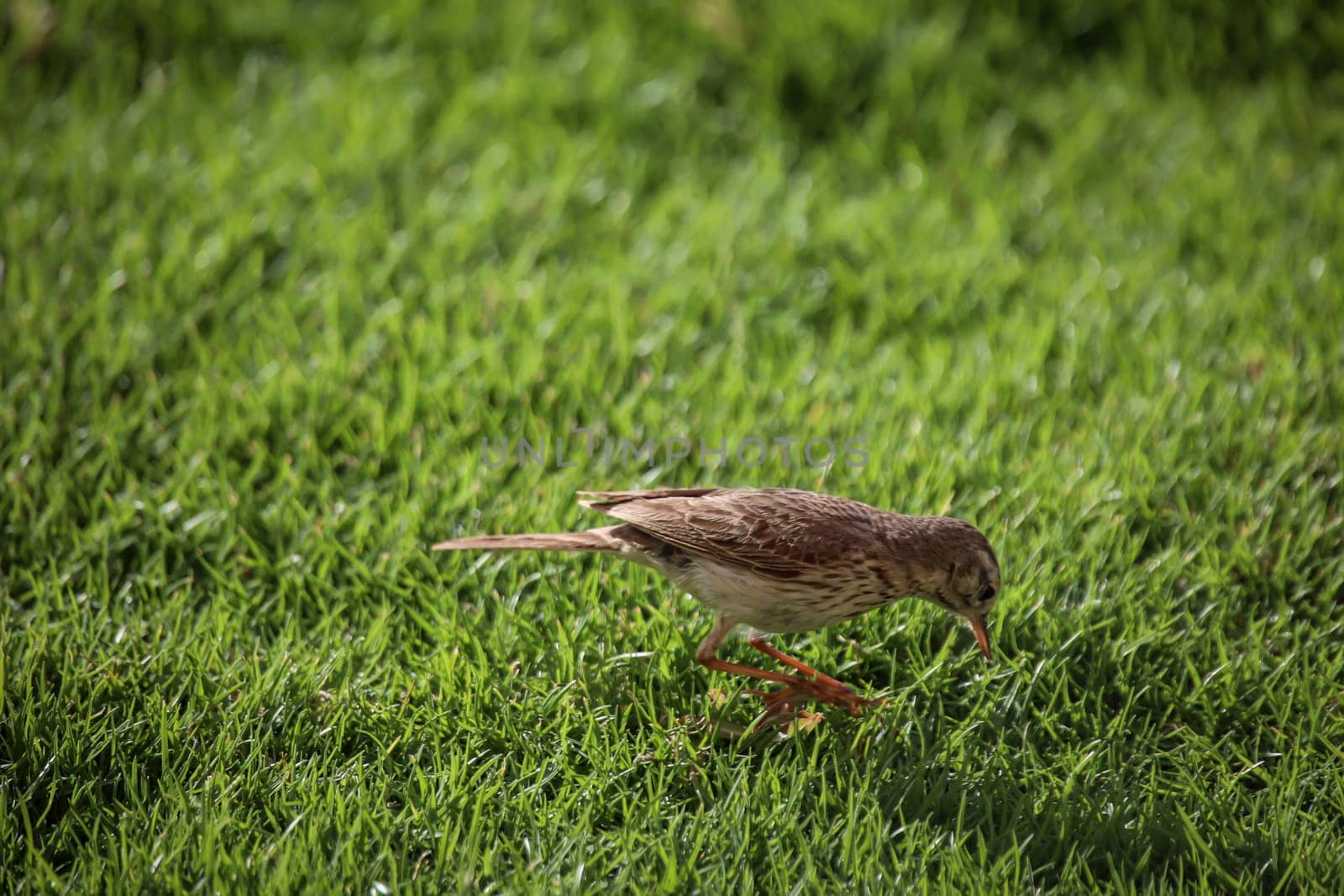 Close-up of a Canary Pipit (Anthus berthelotii), a wading bird in the Canary Islands.
