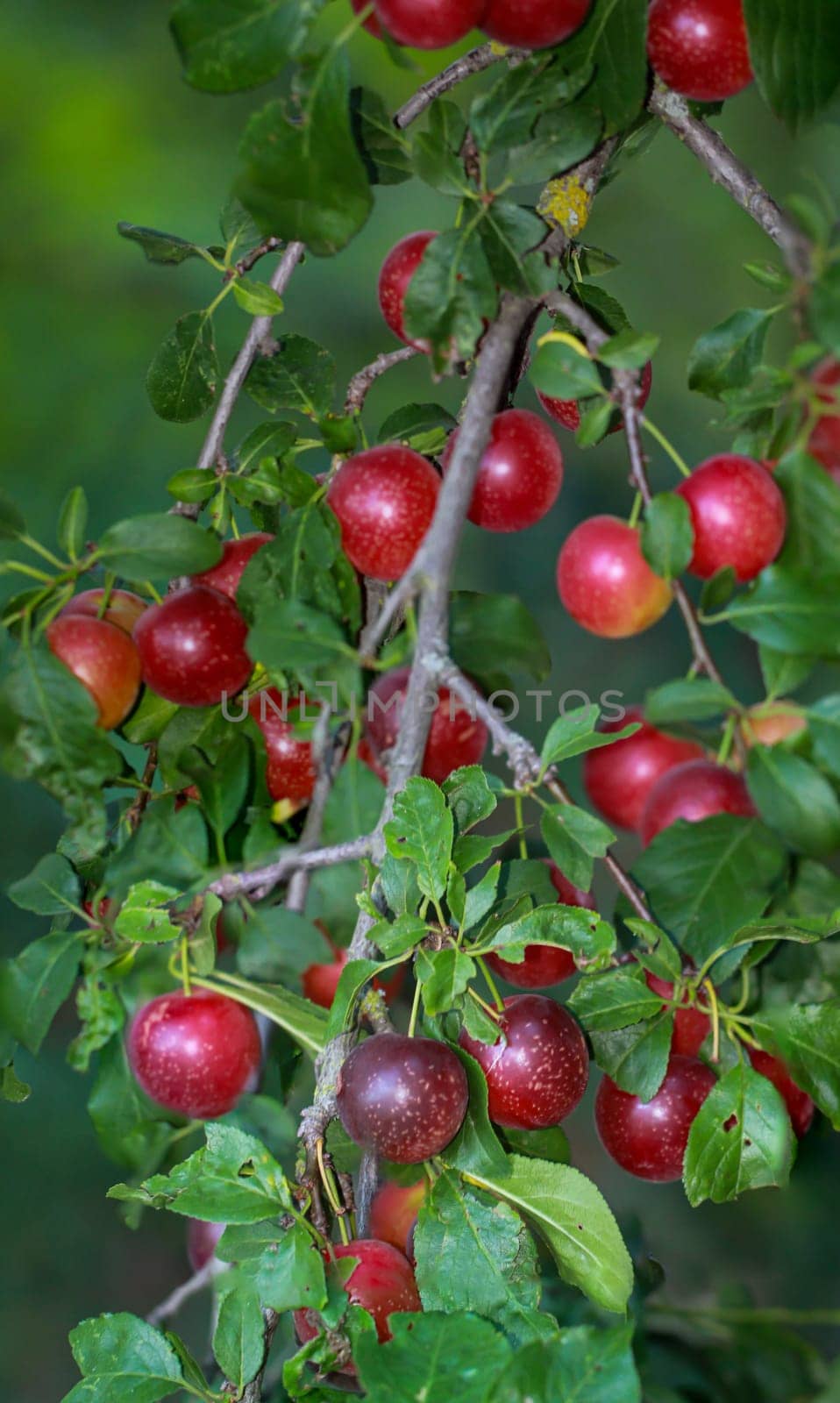 On a branch of a fruit tree hang many ripe fruits in late summer, plums, mirabelles or the like.