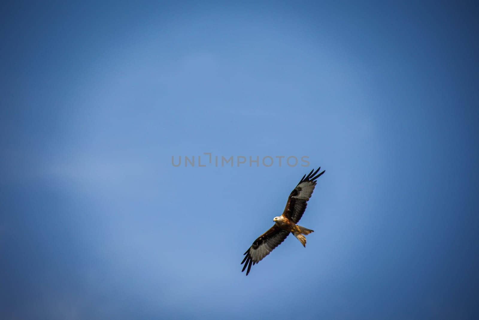 A red kite with outstretched wings circles in the sky.