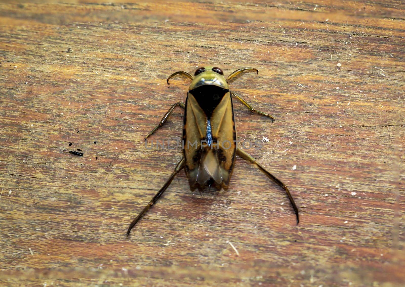 Close-up of a common backswimmer, a water bug, Notonecta glauca.
