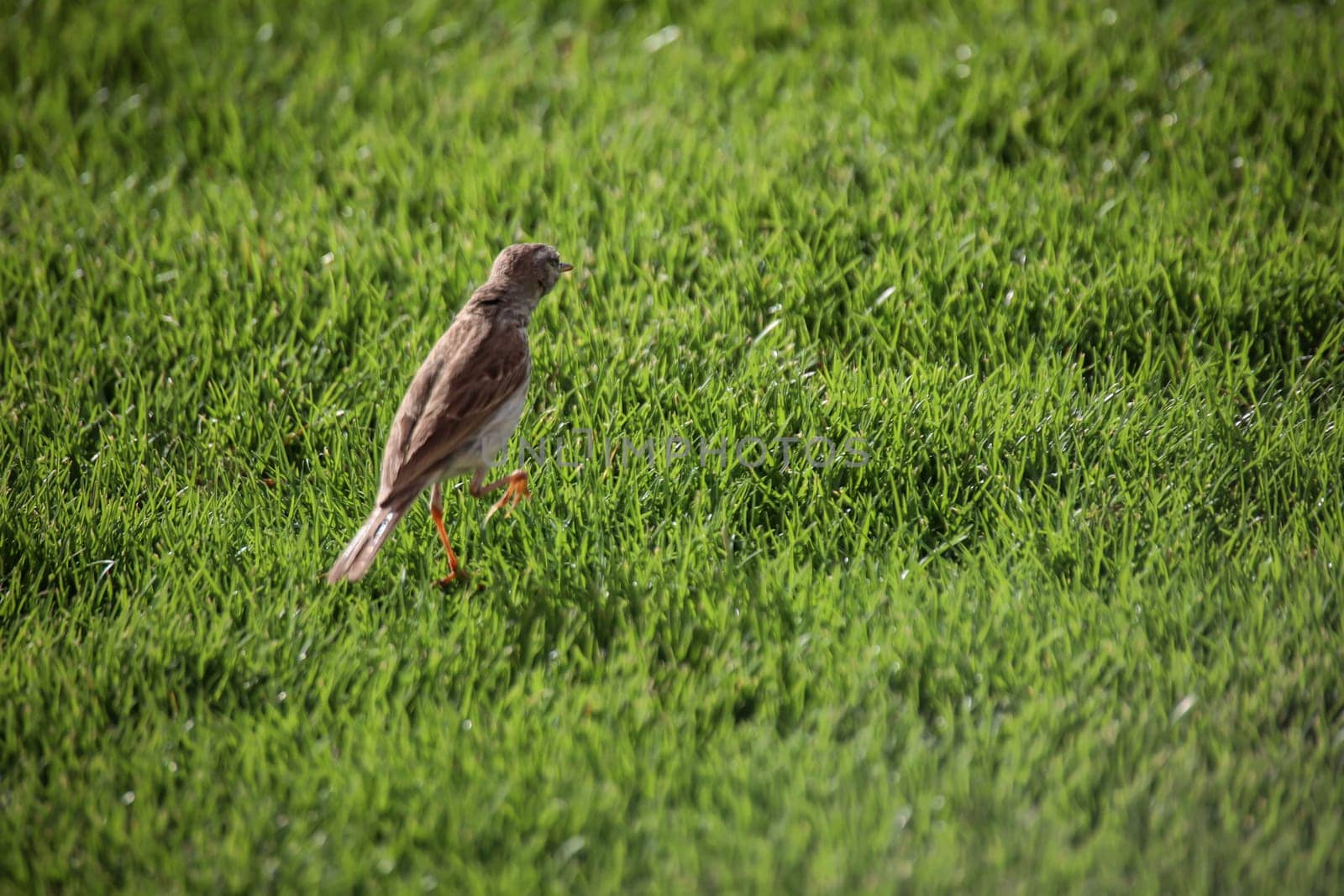 Close-up of a Canary Pipit (Anthus berthelotii), a wading bird in the Canary Islands.