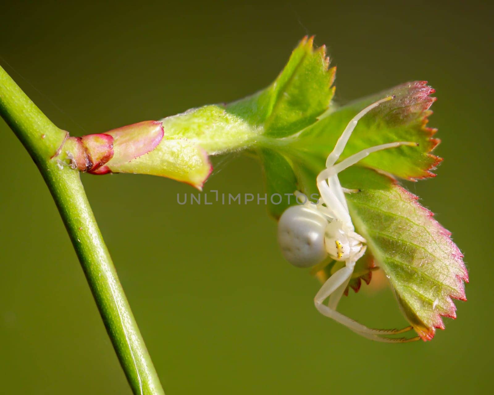 A variable crab spider, Misumena vatia, perches on a young shoot of a plant.
