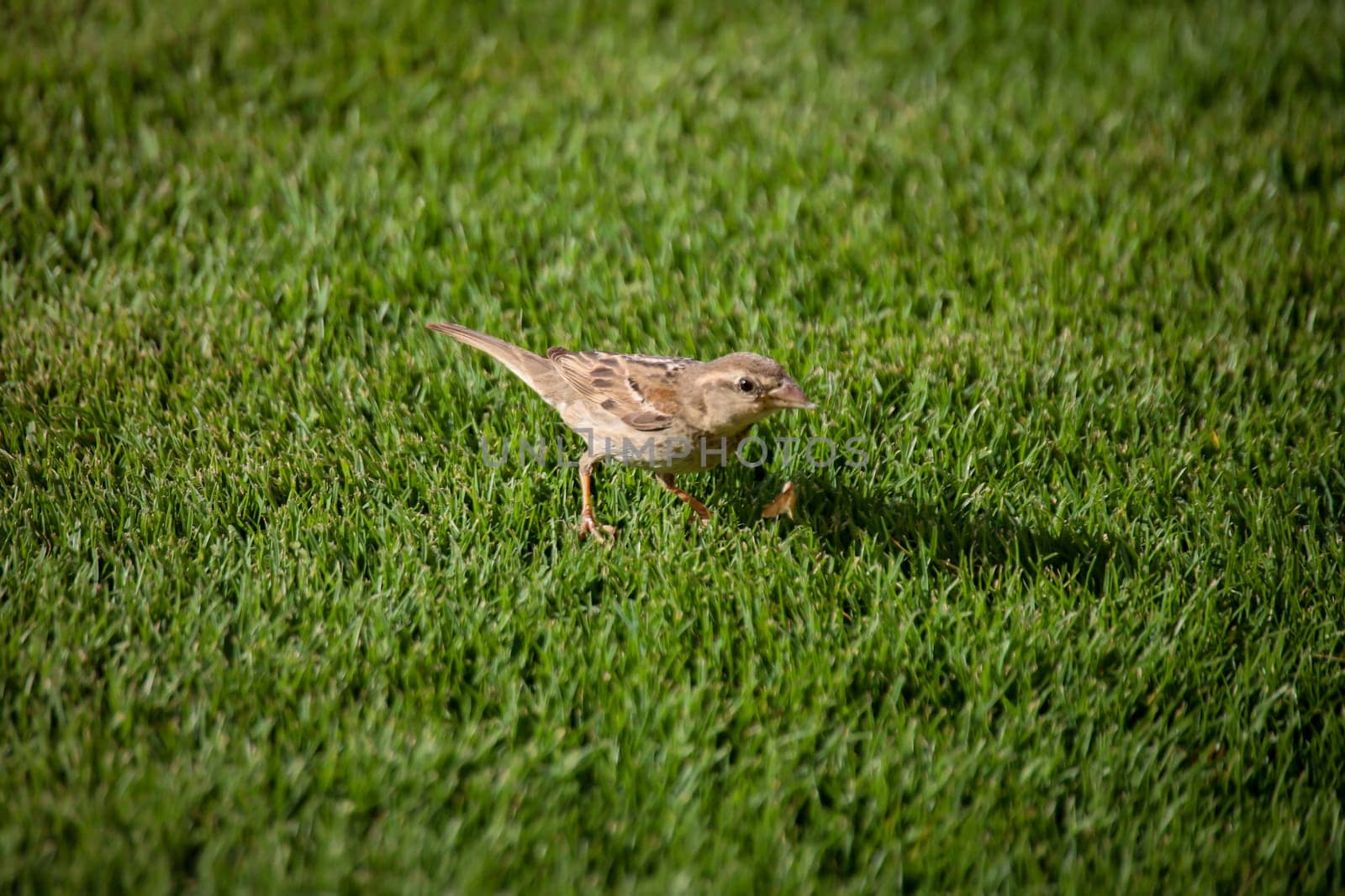 Close-up of a Canary Pipit (Anthus berthelotii), a wading bird in the Canary Islands.