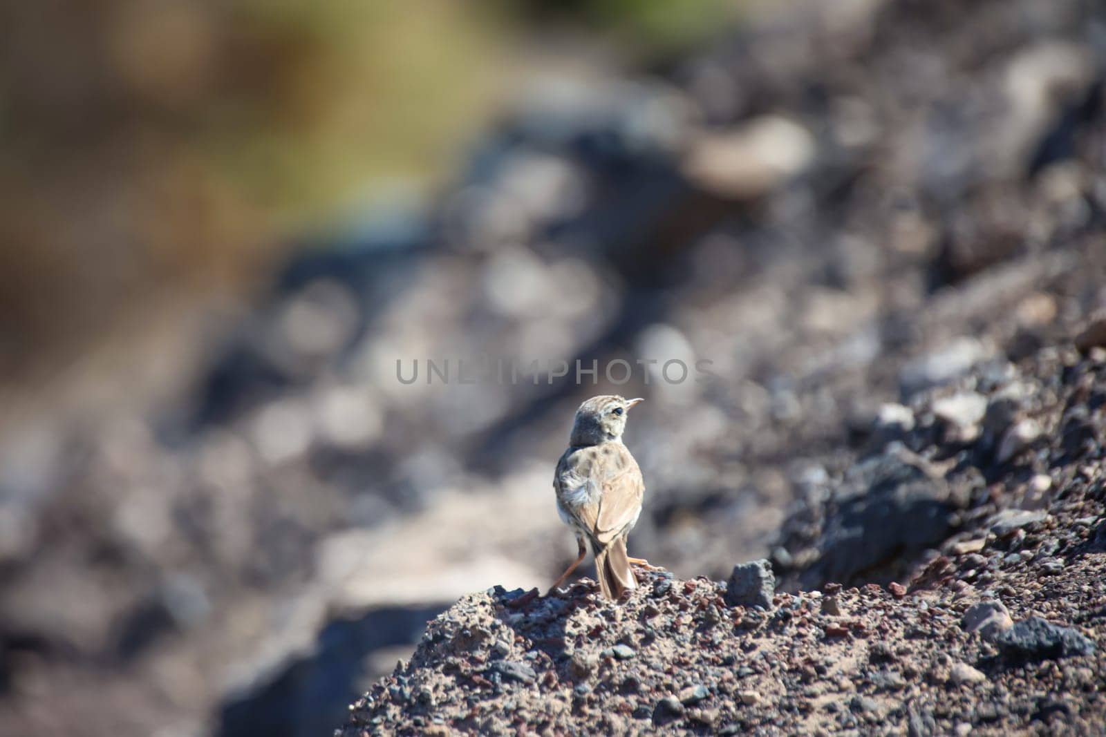 Close-up of a Canary Pipit (Anthus berthelotii), a wading bird in the Canary Islands.