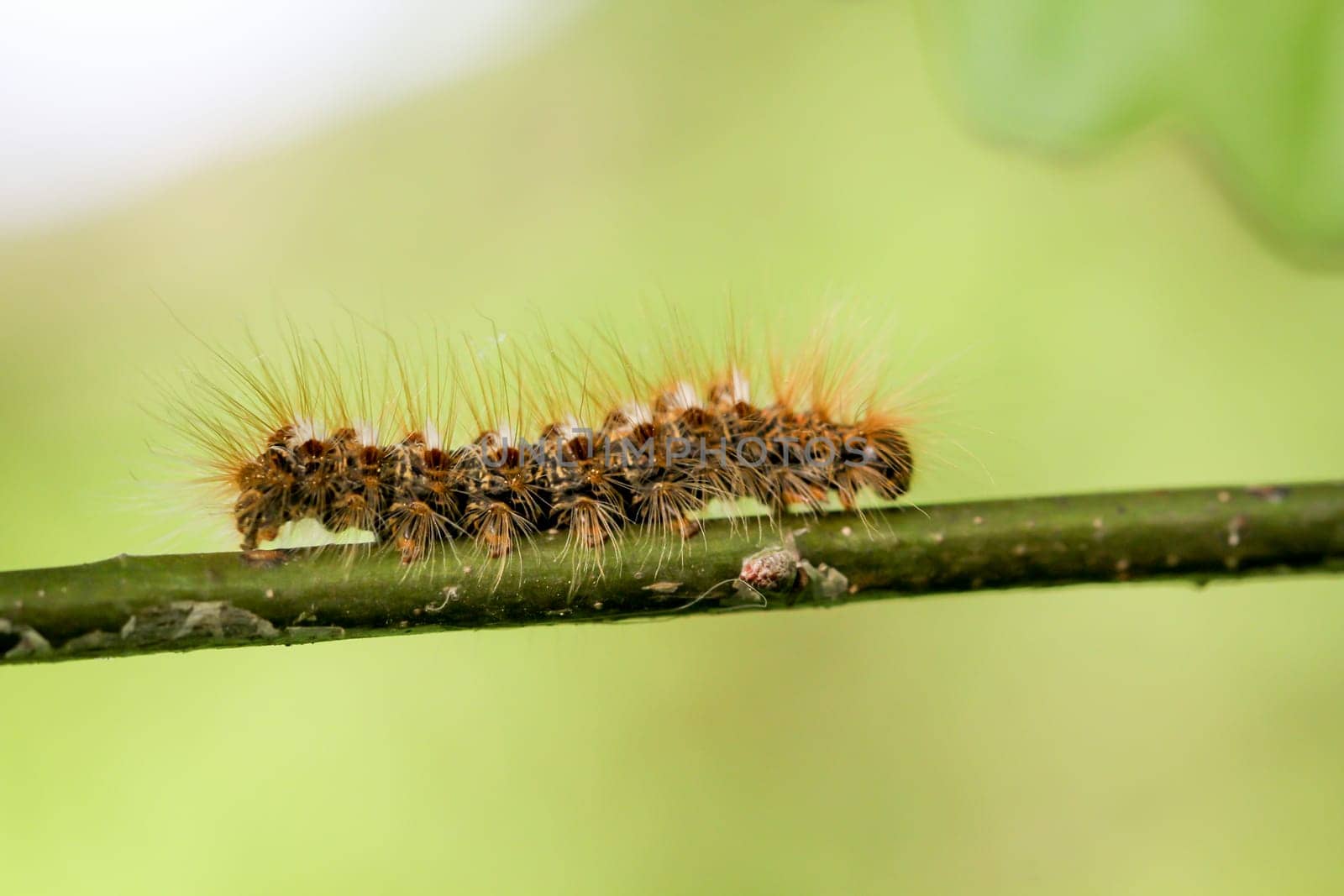 The caterpillar of a goldafter on a plant. A butterfly caterpillar with many hairs.