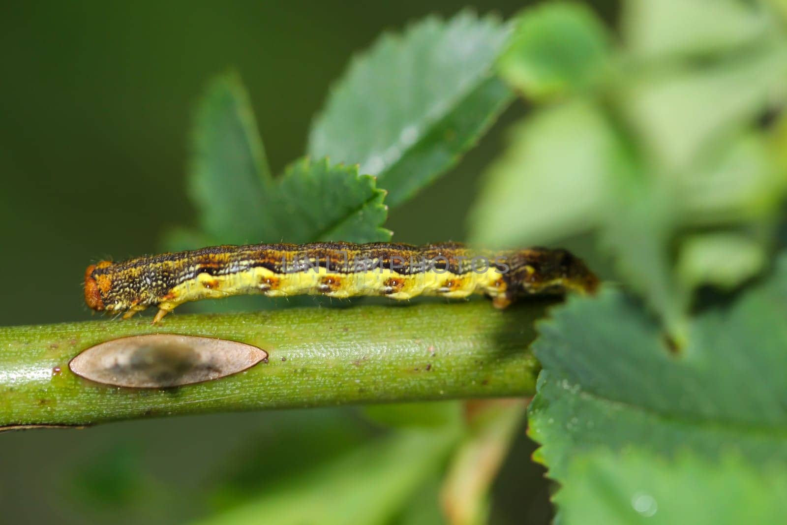 The caterpillar of a large frost moth, Erannis defoliaria on a plant.