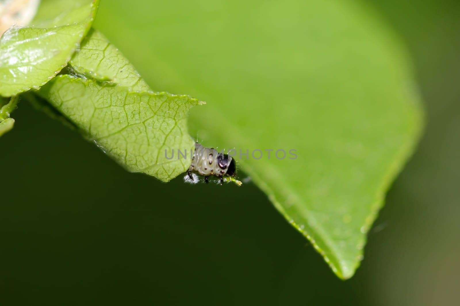 A caterpillar has wrapped itself in a leaf.