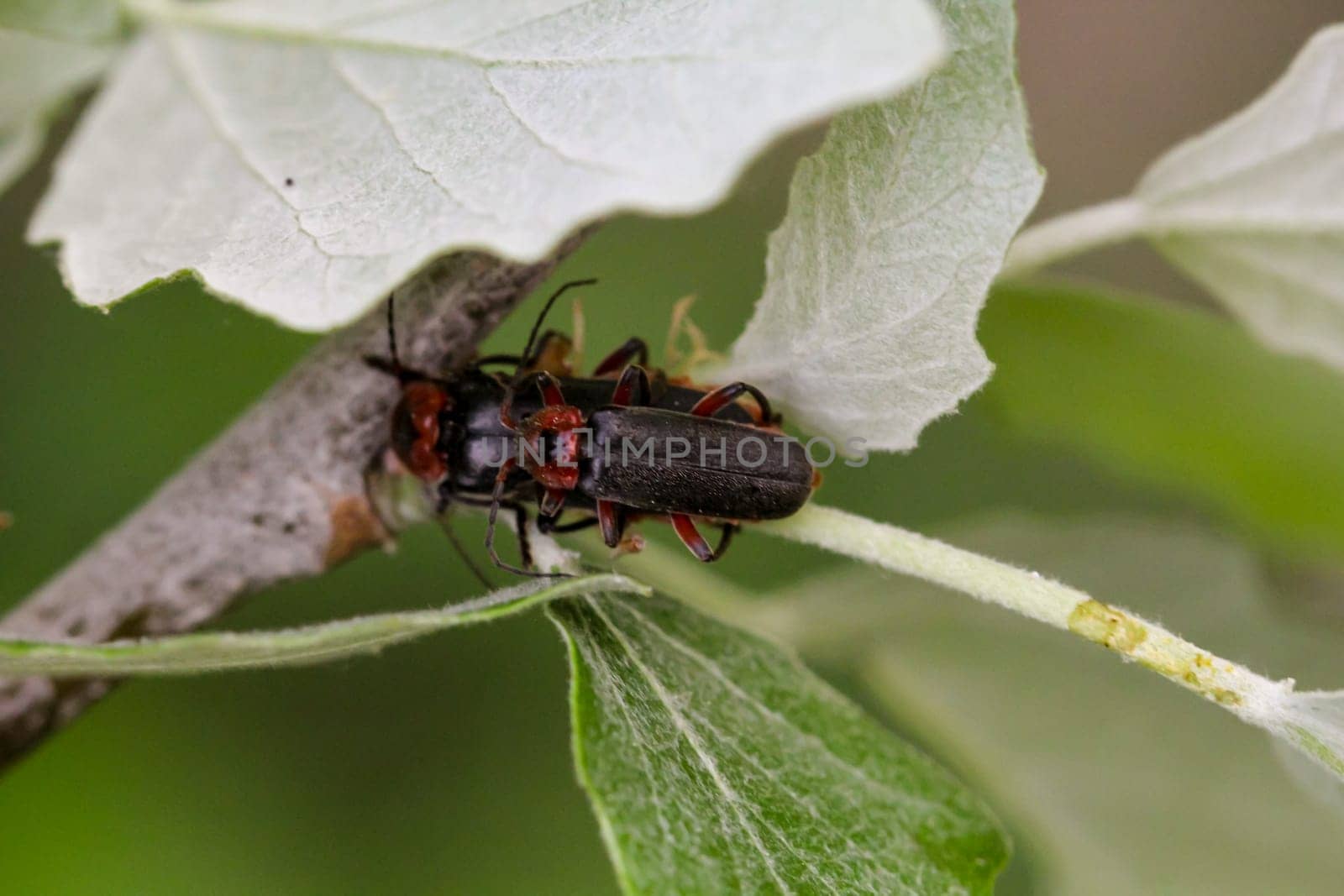 A pair of warbler beetles Cantharis fusca mating.