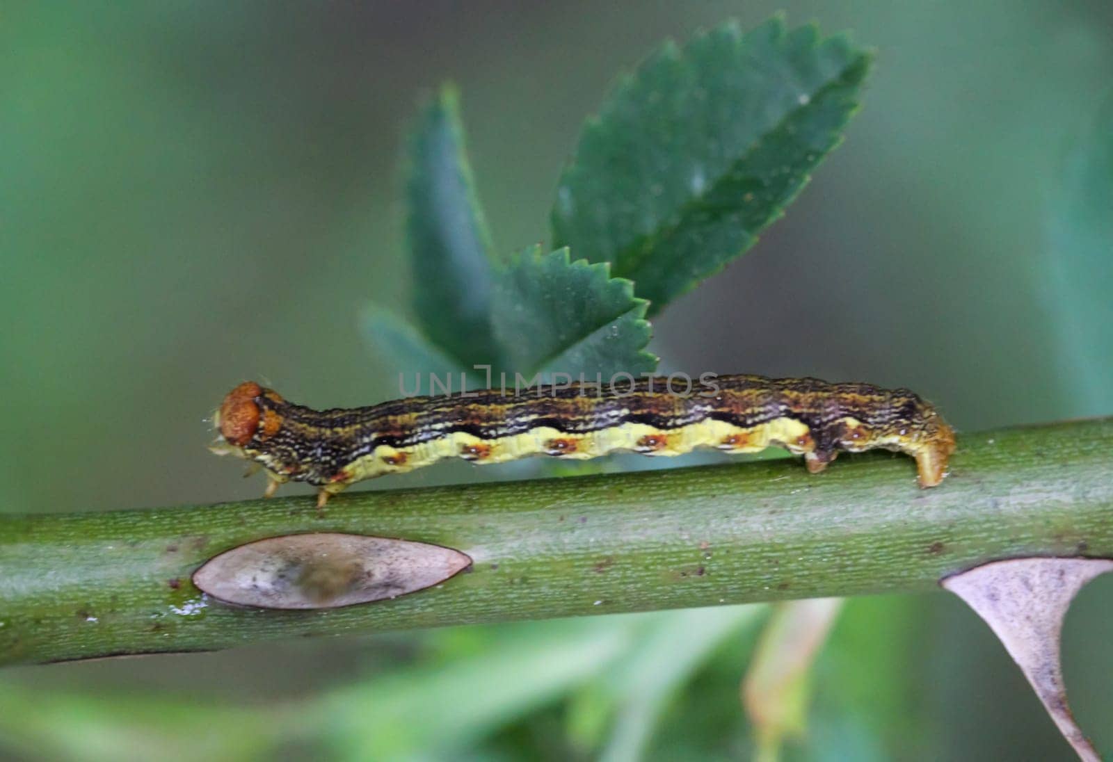 The caterpillar of a large frost moth, Erannis defoliaria on a plant.