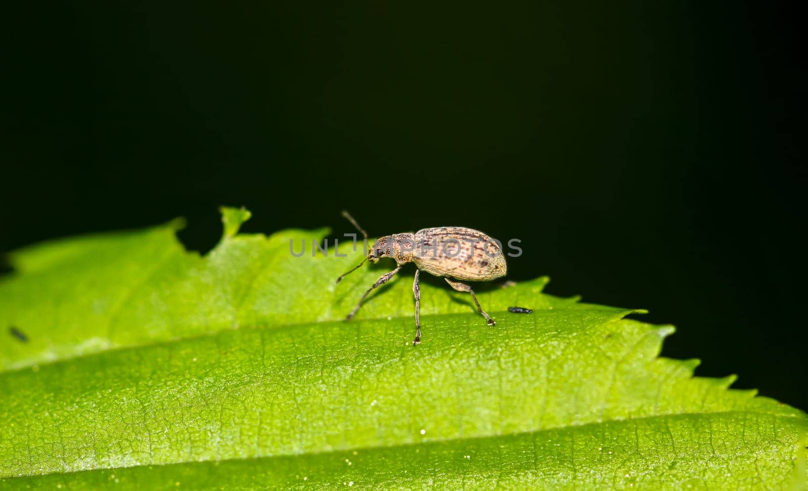 The closeup of a small weevil on the leaf of a shrub.