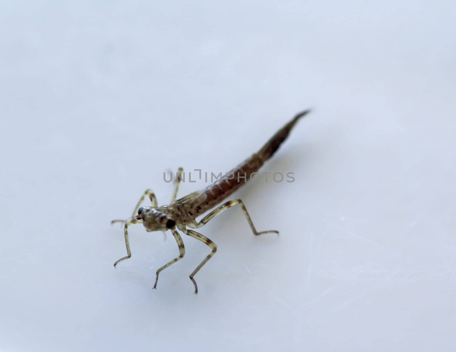 The larva of an immature dragonfly.