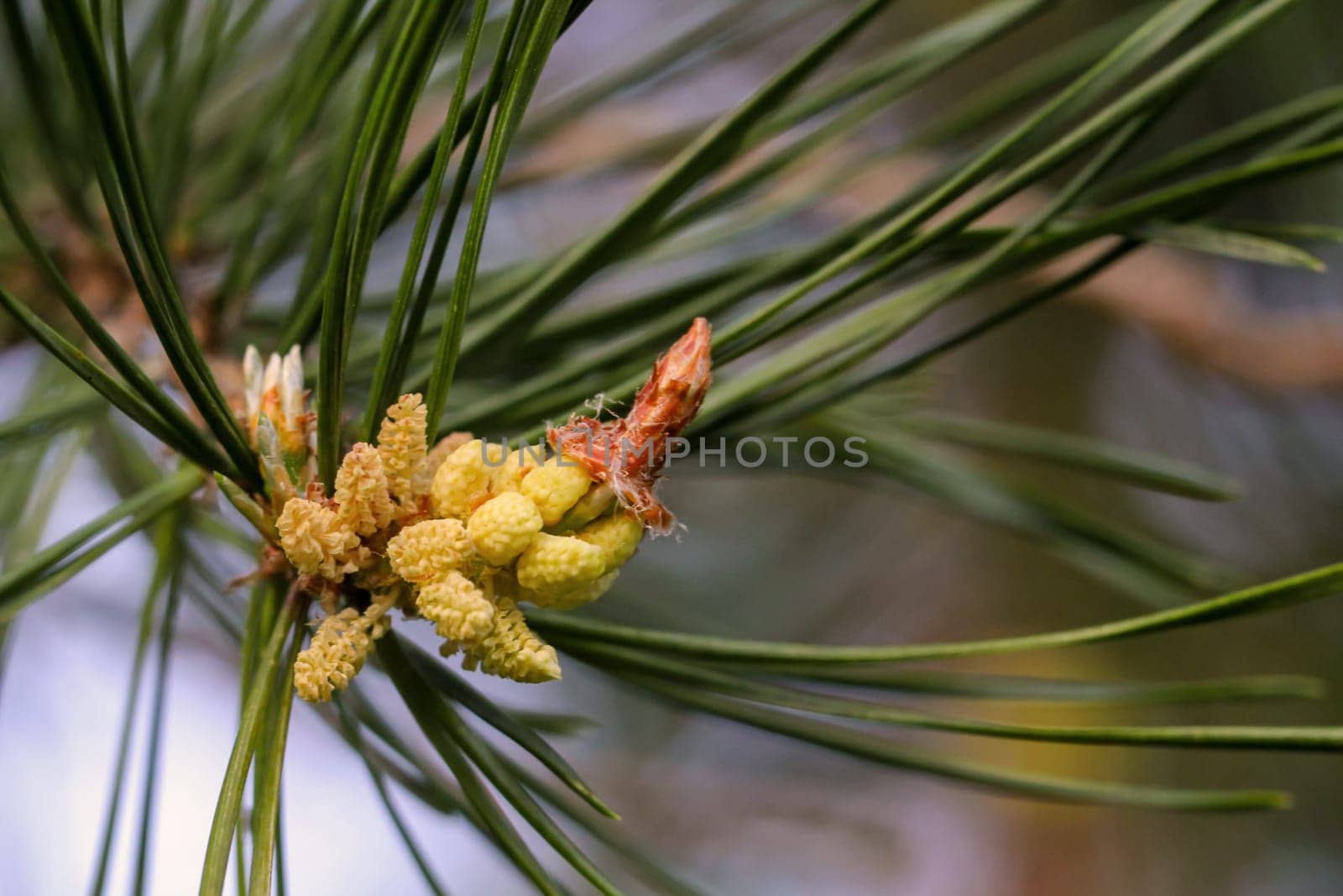 Young shoots and flowers on a coniferous tree. Conifer close-up of a branch.