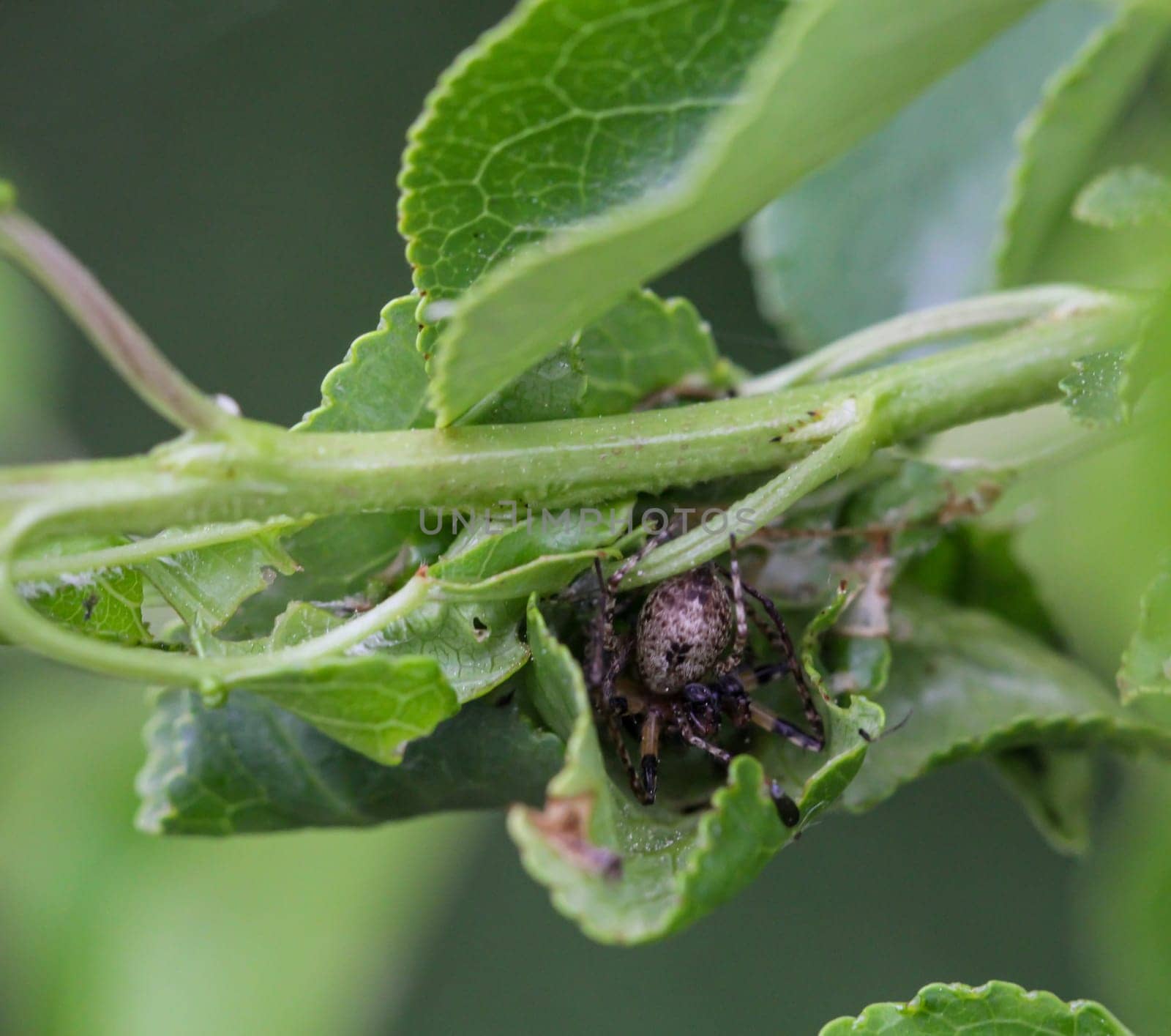 A four-spotted spider has built its nest between the leaves of a bush.