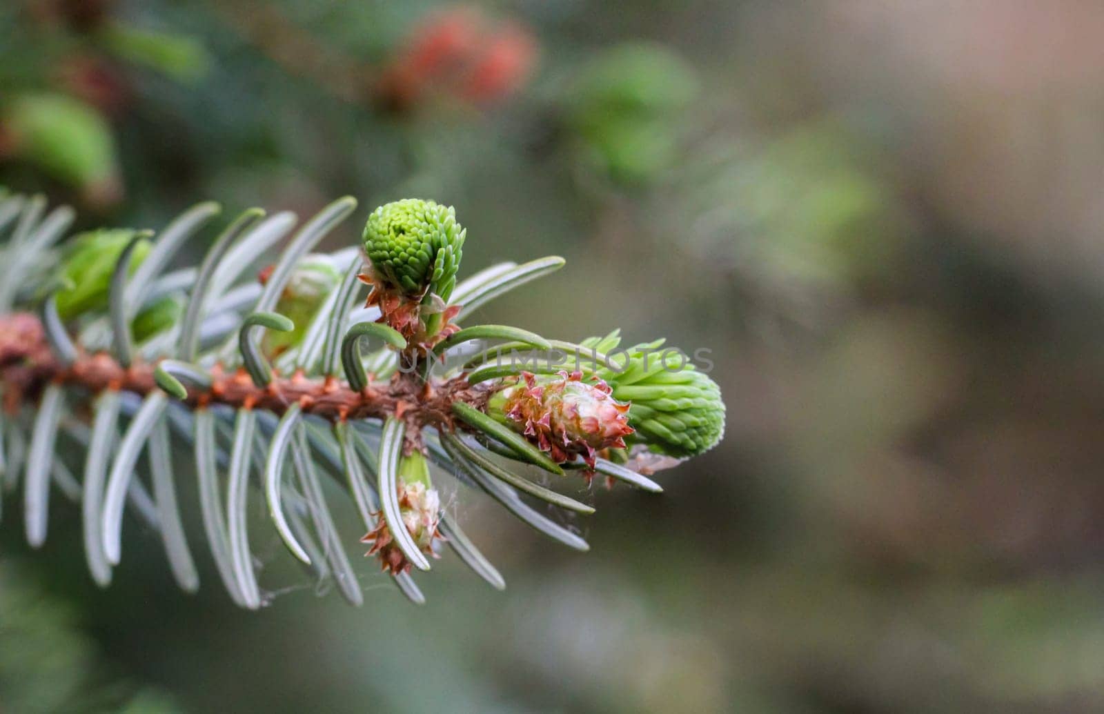 Young shoots and flowers on a coniferous tree. Conifer close-up of a branch.