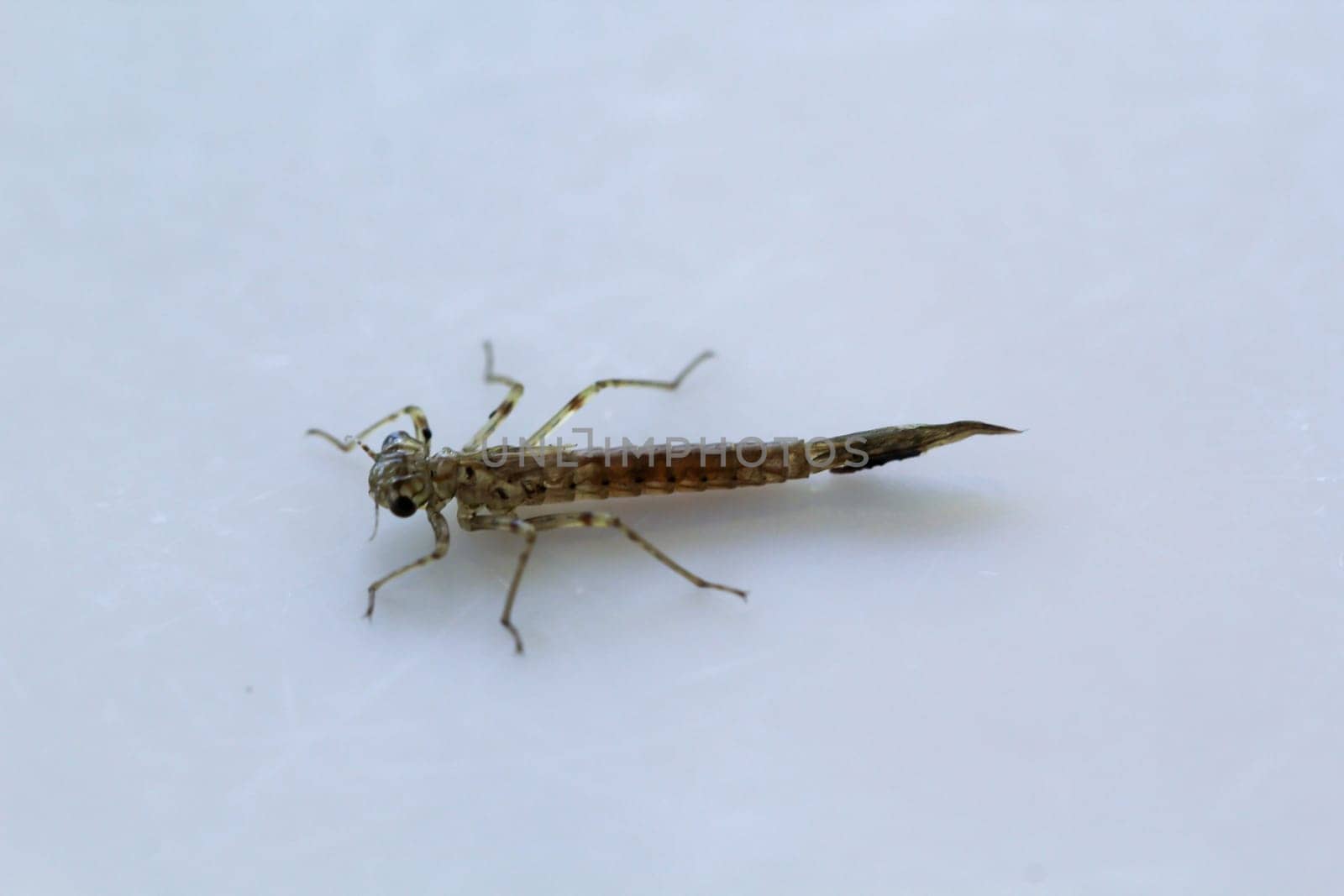 The larva of an immature dragonfly.