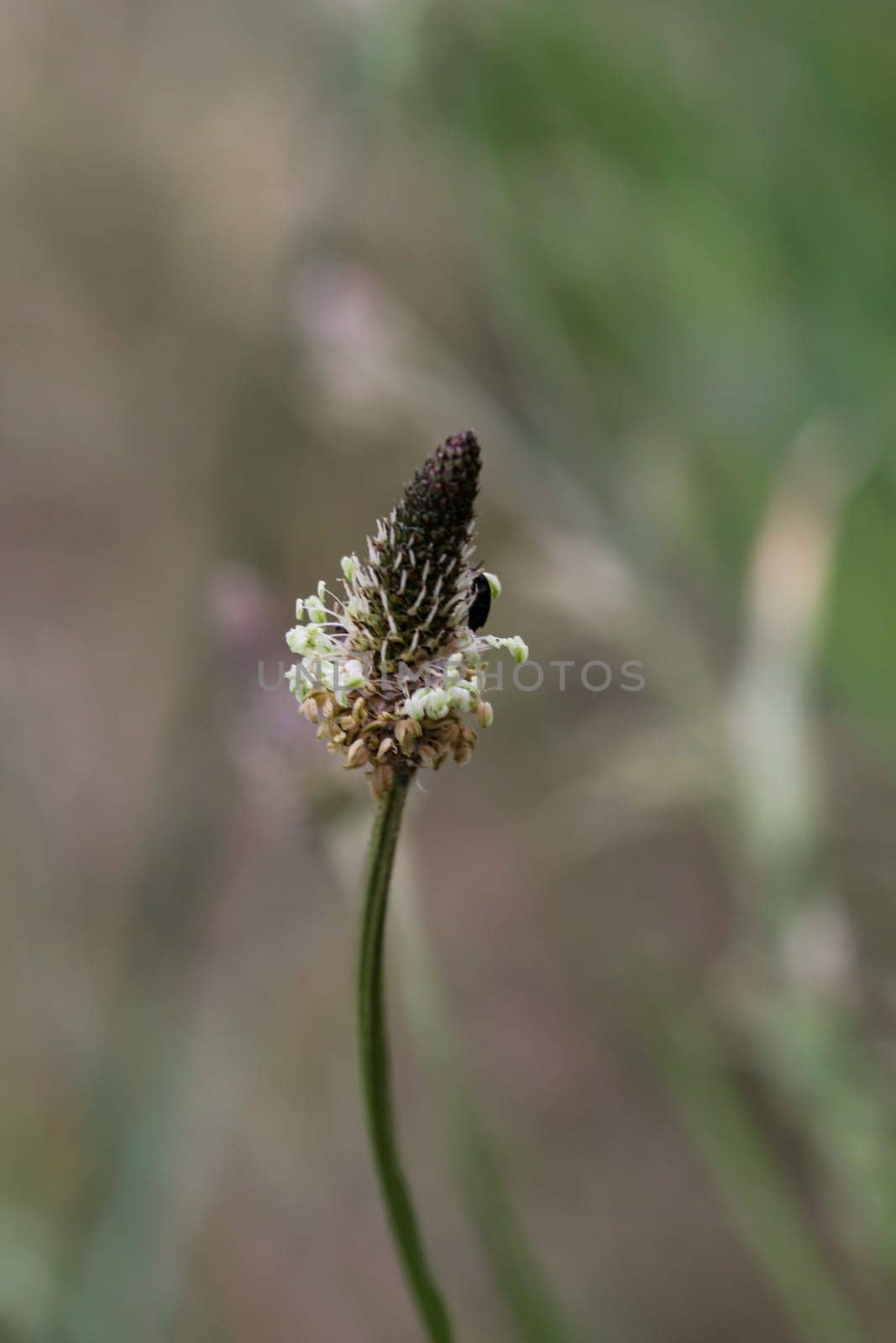 The flower of a buckhorn, Plantago lanceolata L. in a meadow.